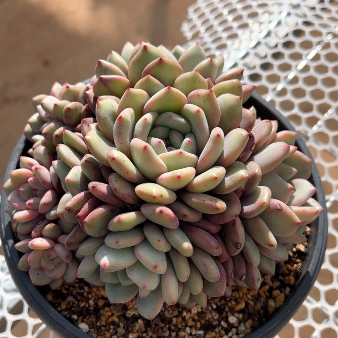 爱丽儿朵朵缀化多肉