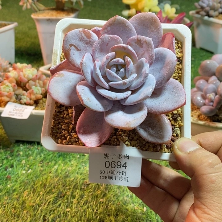 0694啊啊啊啊啊啊啊啊啊