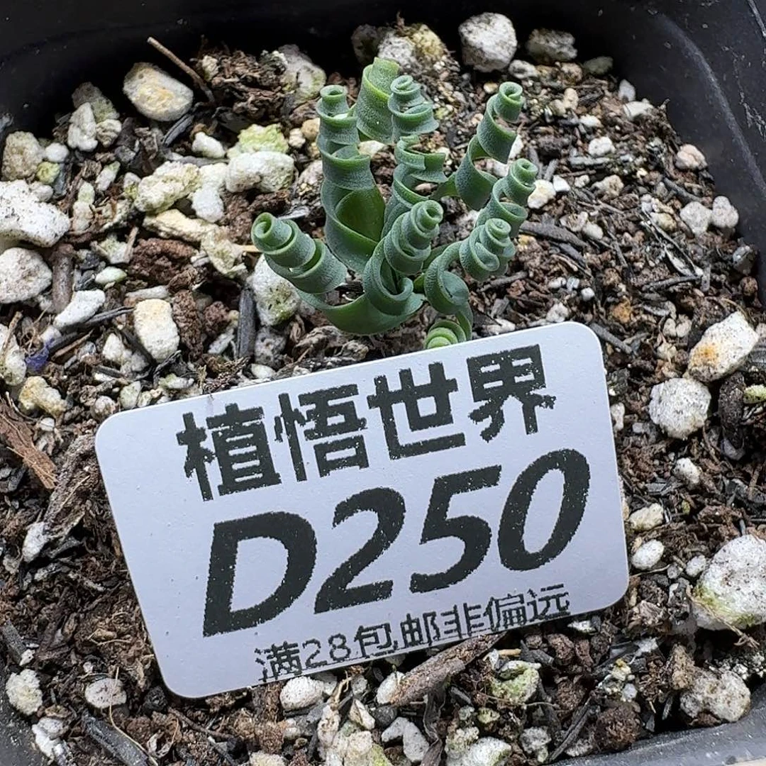 多肉植物的润泽fbn