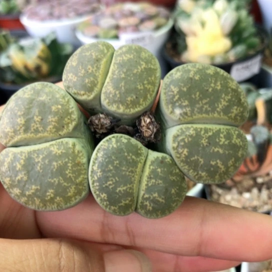 1672，6年群特价如图