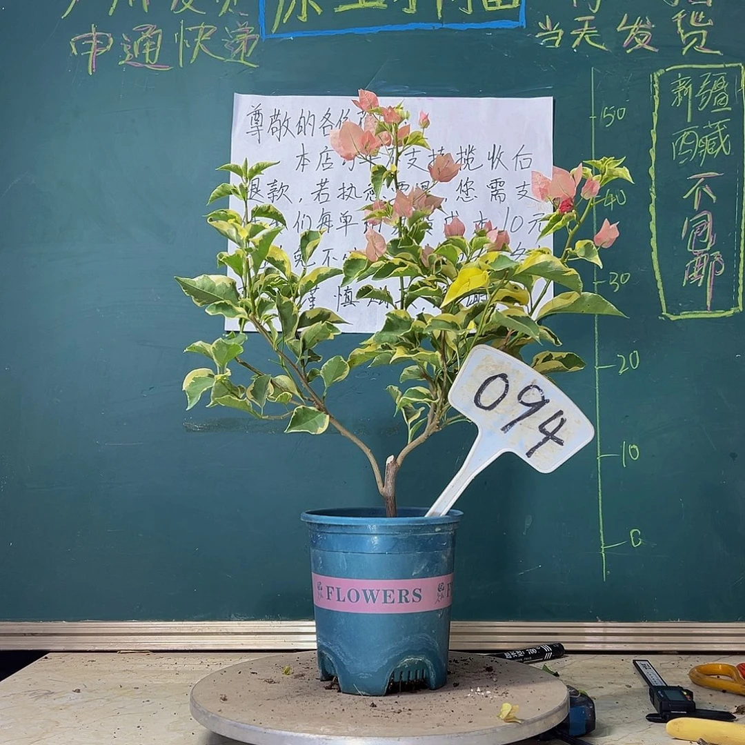 当前无花栽培后可以开花马斯094