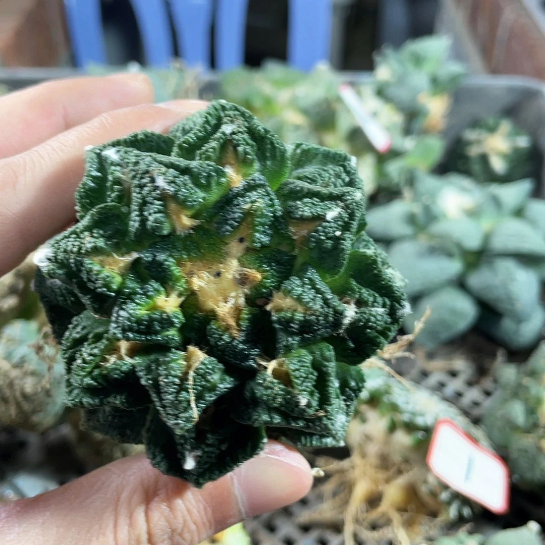 23号自根小尤辛顿