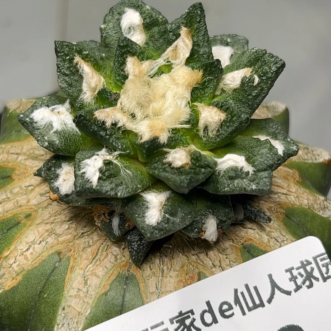 243 仙人球的比赛将