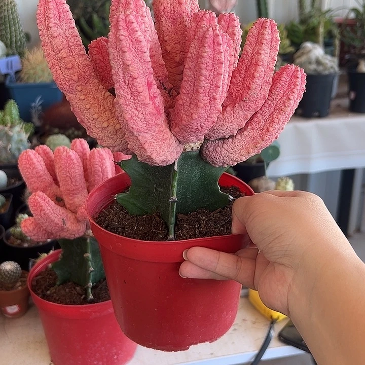 樱****粉亚迪带盆11111111