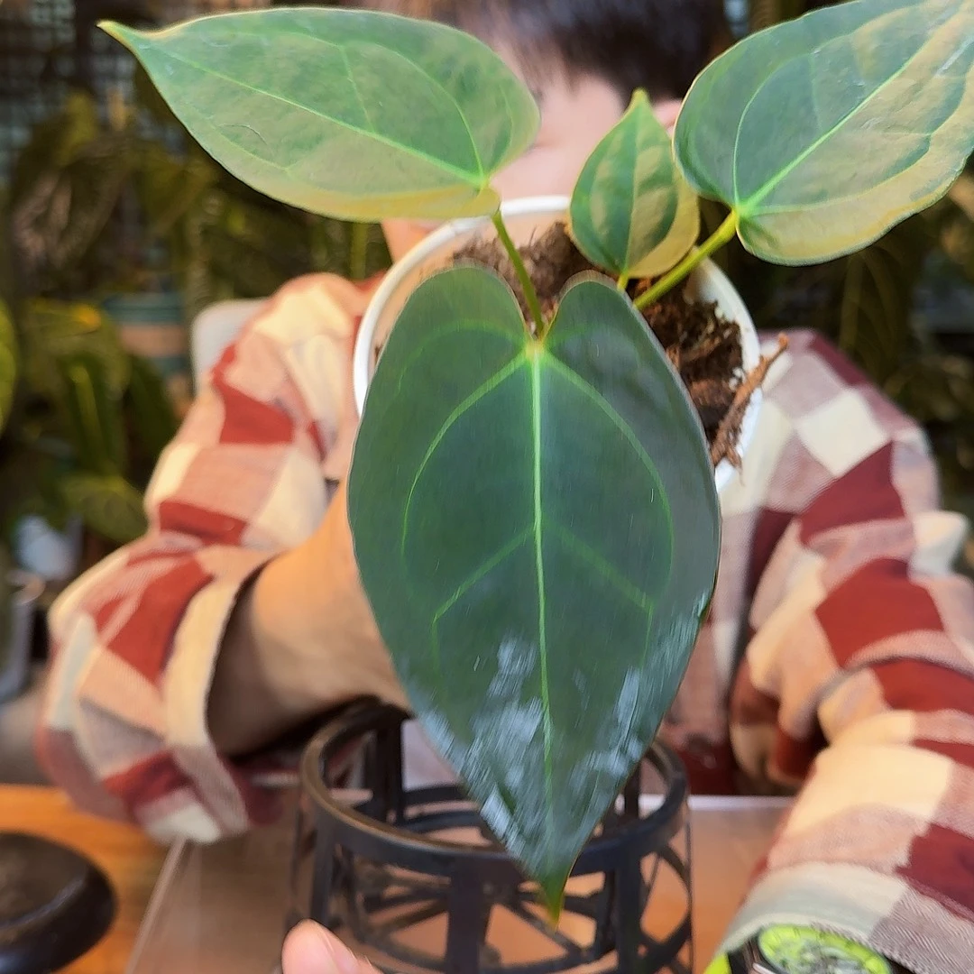 完全开放L86细脉水晶杂南美黑丝绒