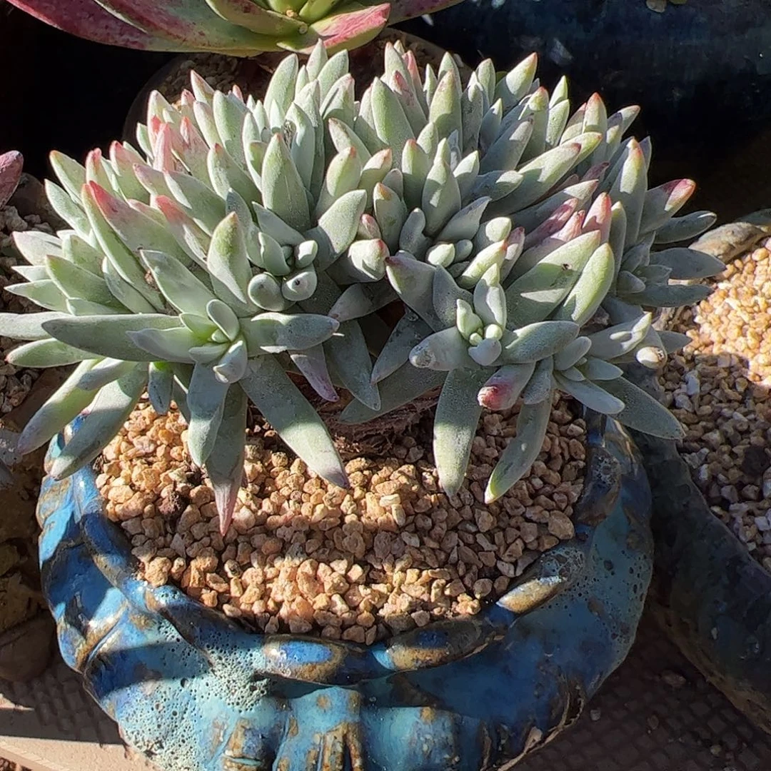 1709海瑟白菊仙女杯多肉