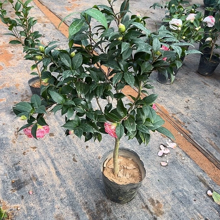 大部分花苞少量开放，干贝利