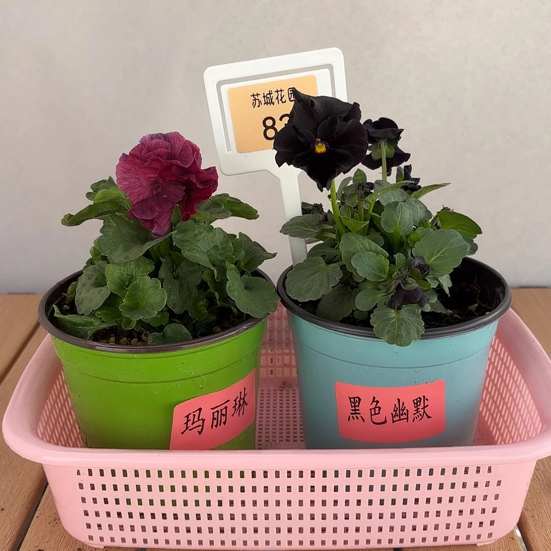 大部分开放少量花苞83
