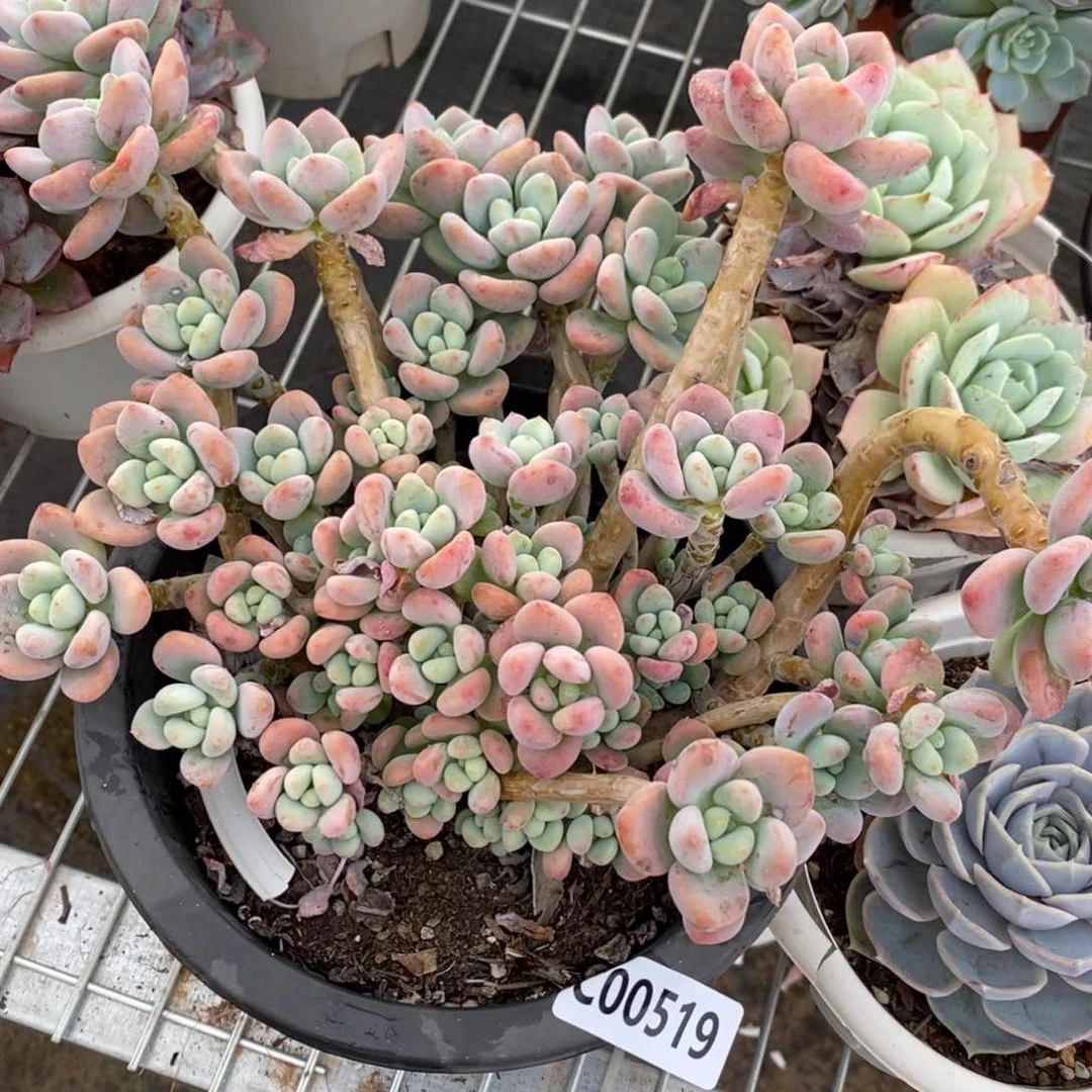 一物一拍洛神519