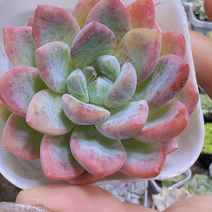 太妃糖19包邮多肉植物