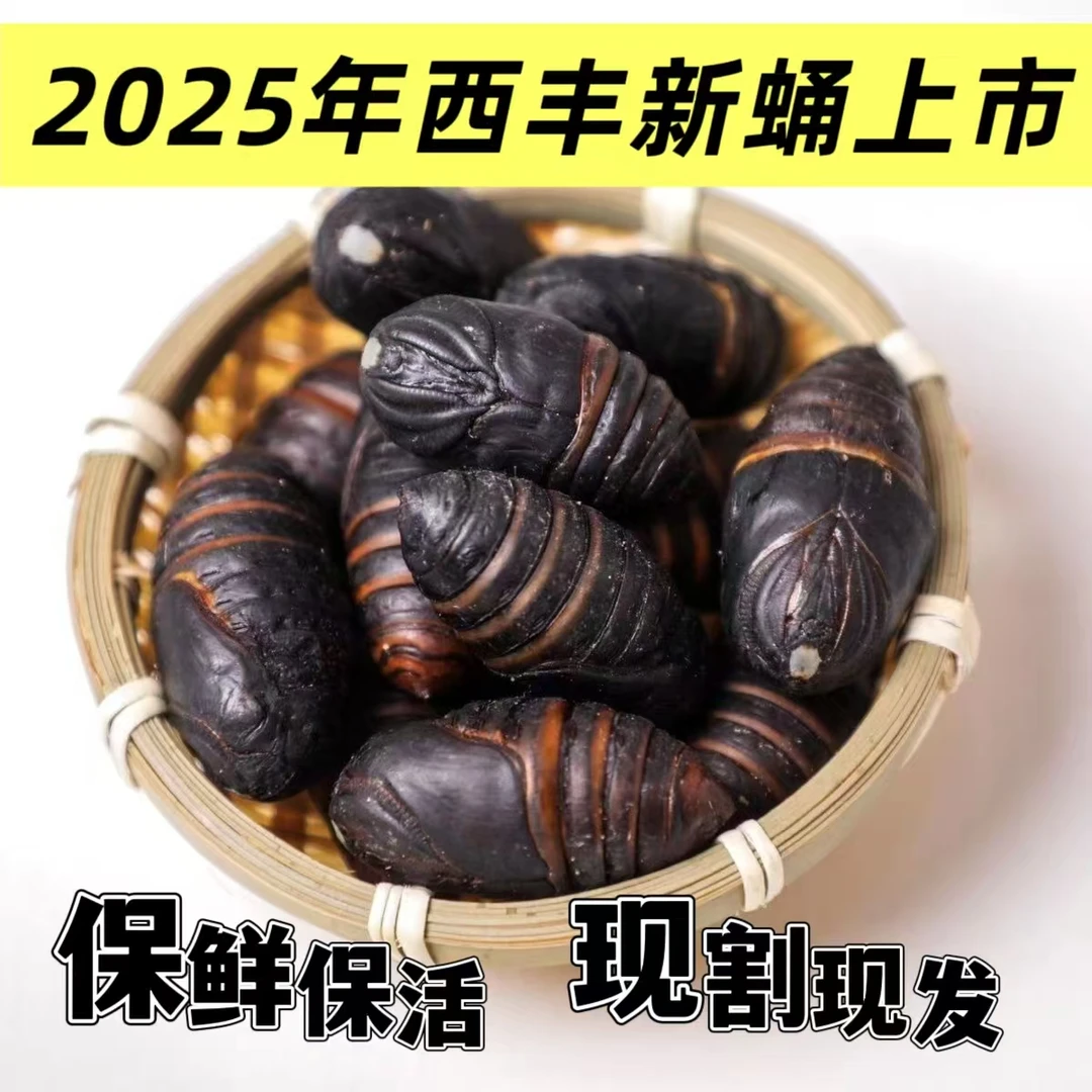 铁岭西丰特产新鲜柞树蛹黑蚕蛹黄茧蛹尖蛹食用高蛋白高营养