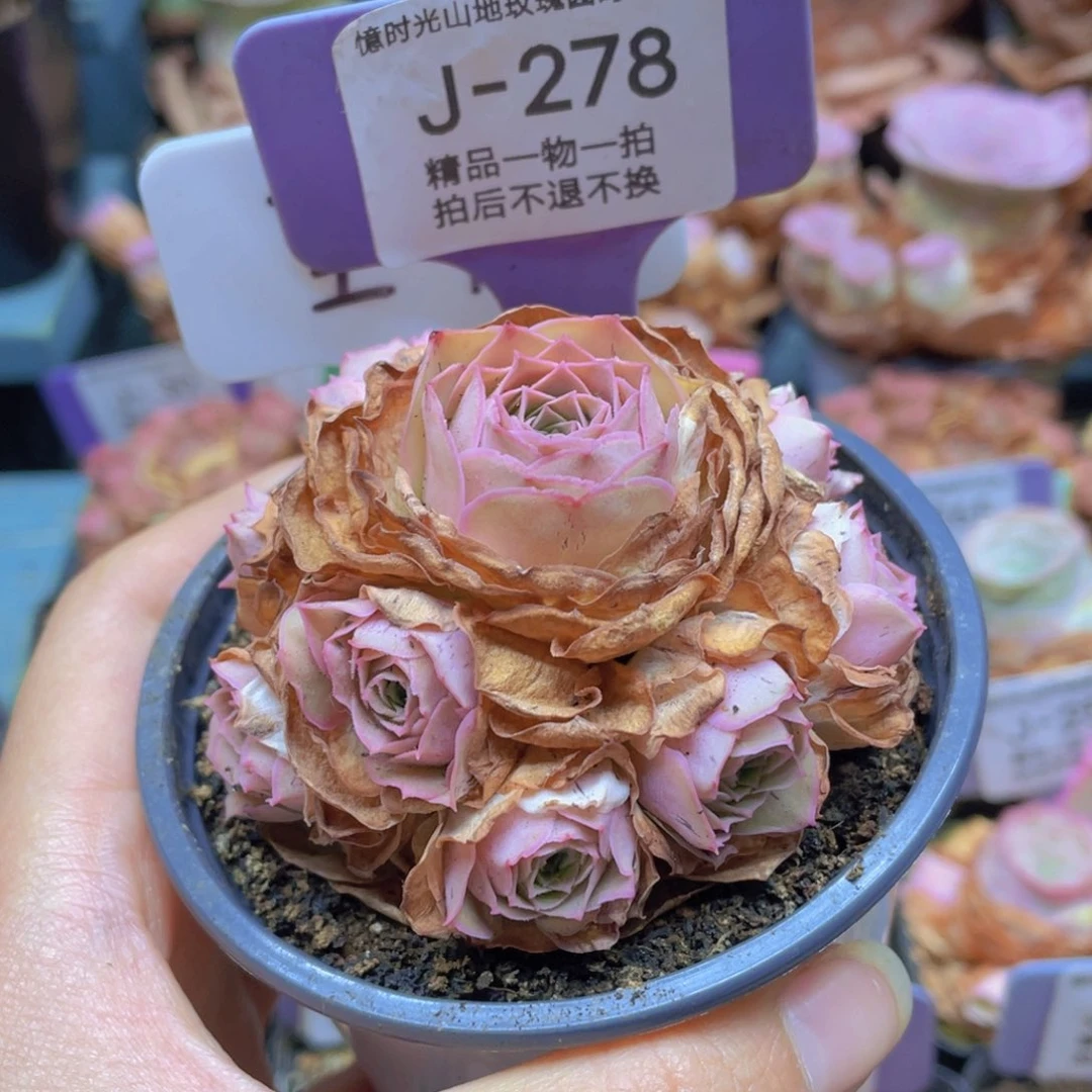 待***树山地玫瑰堇年J278