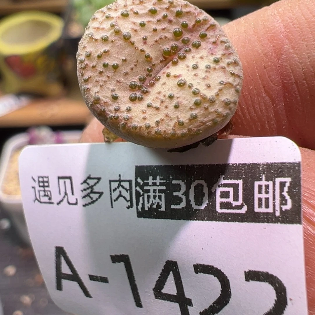 多肉植物11111111111