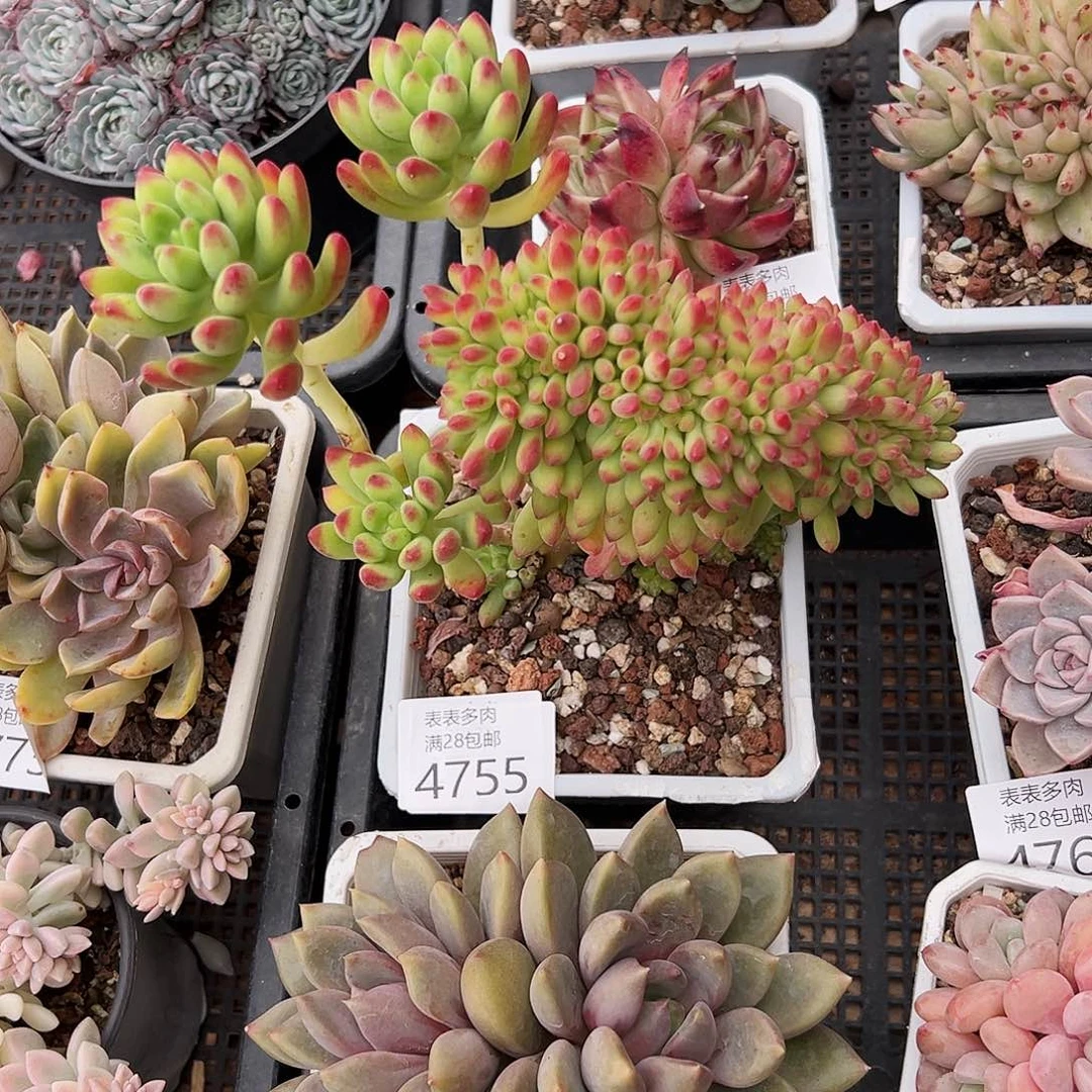 9号高*妞我们的确是一个4755