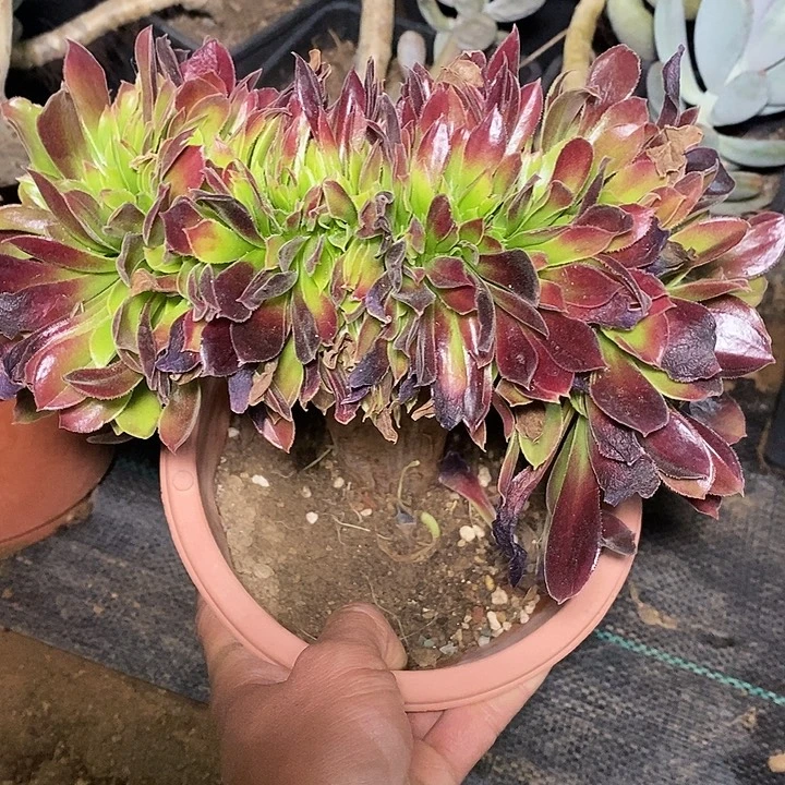 多肉植物保护研究所