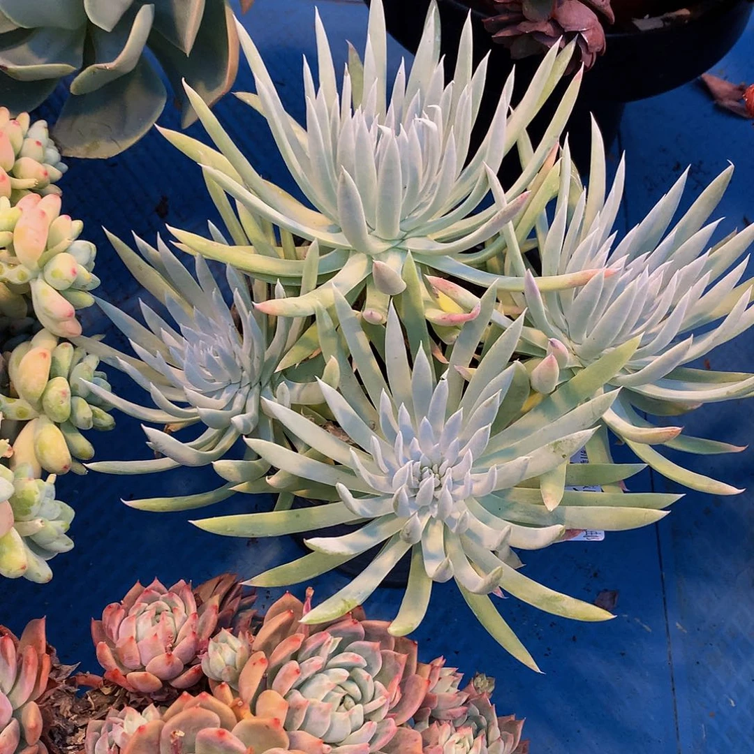 海**一   奴婢吉娜 01104