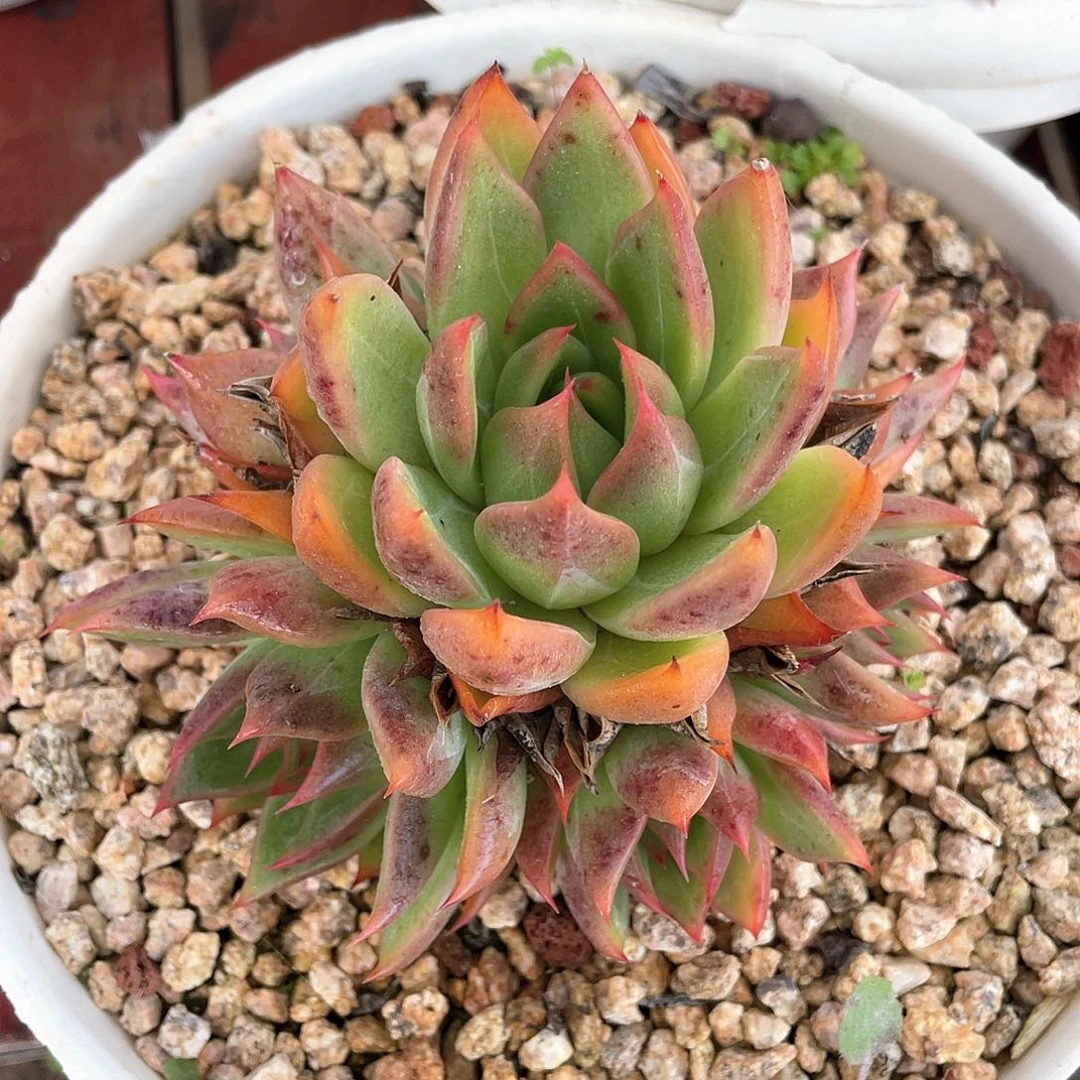 多肉植物一物一拍