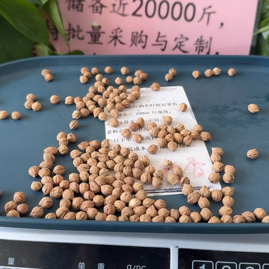 吊坠柏香籽/百香籽7+50克228颗左右FA001