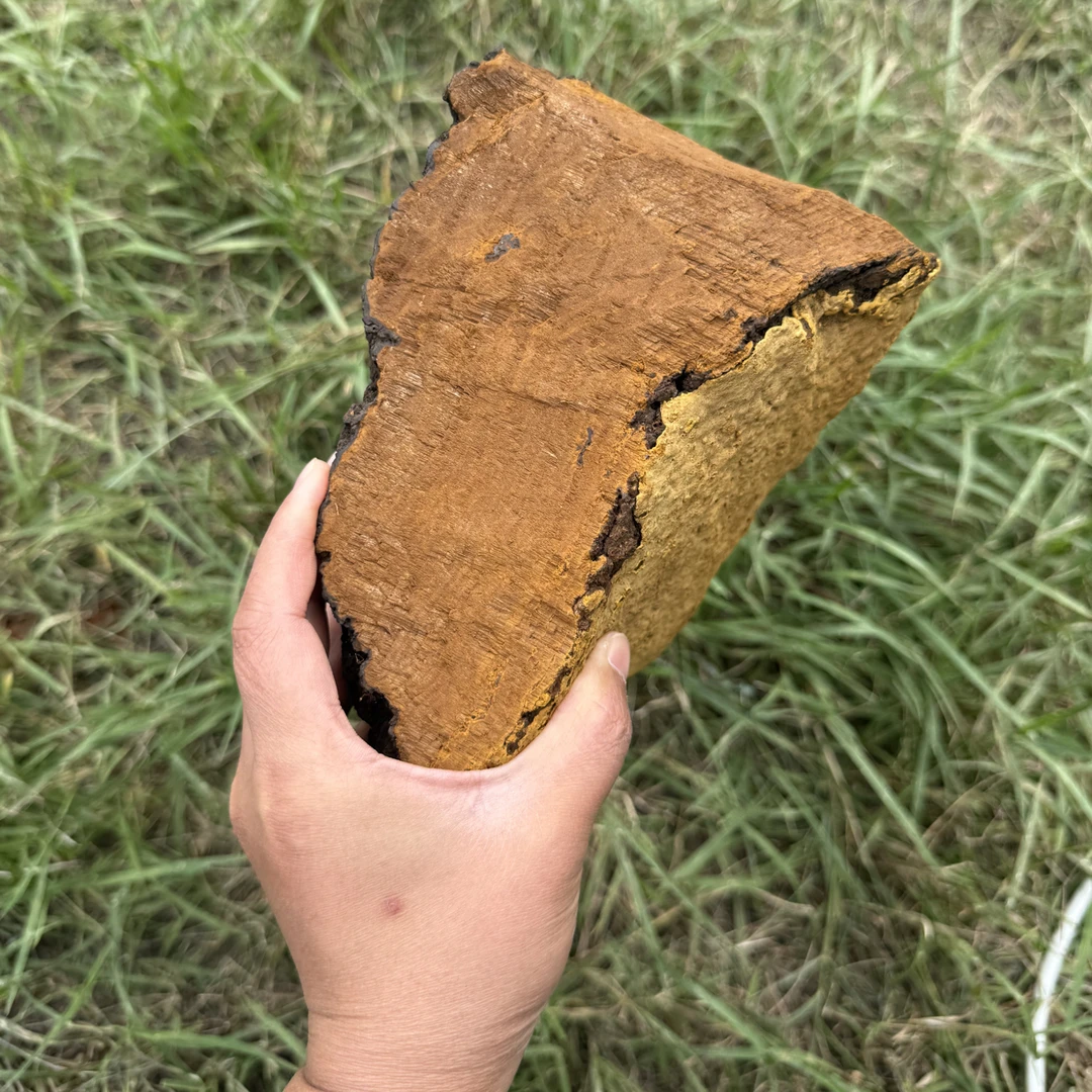 西藏墨脱百年桑树桑黄老断块黄灵芝