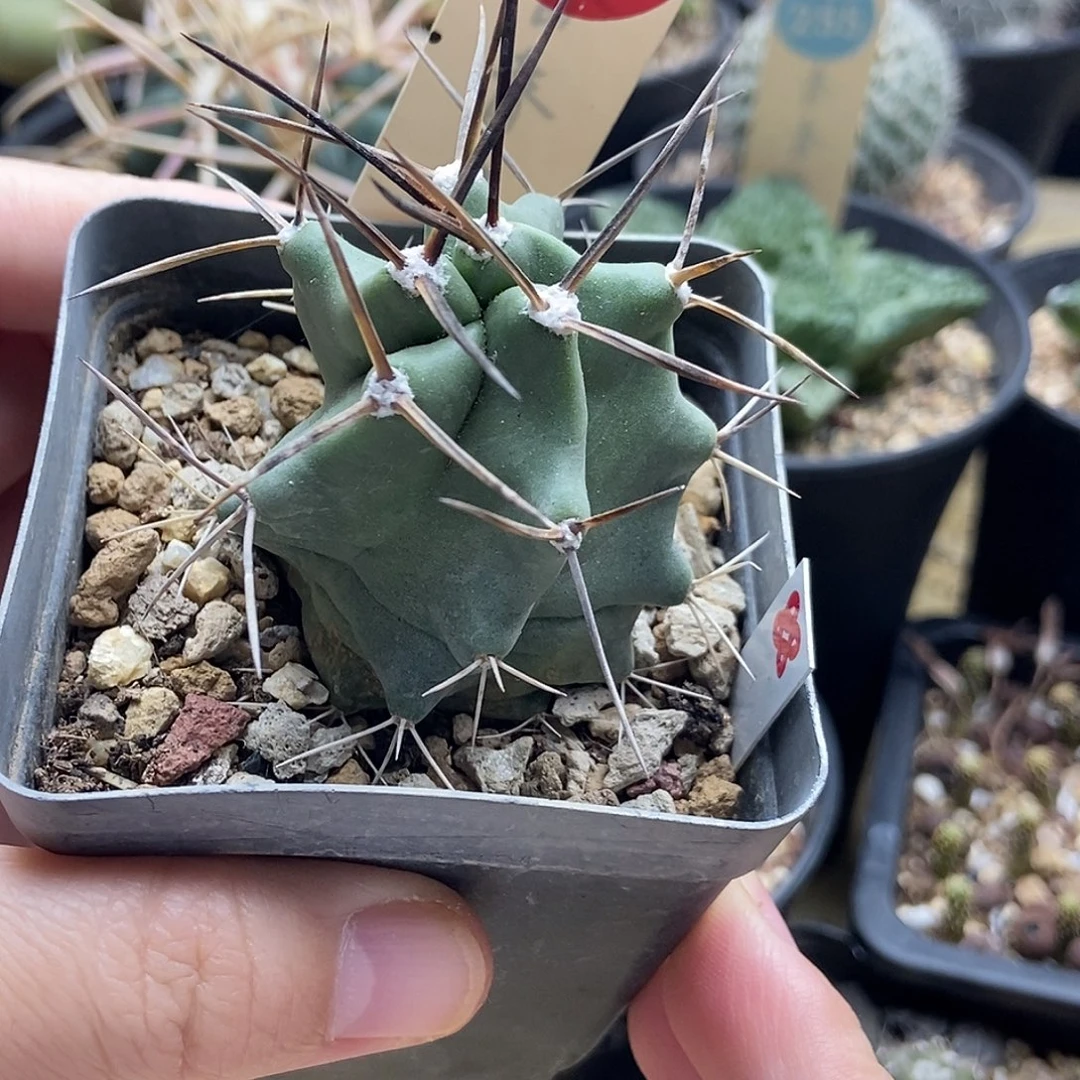 实生螺旋狂刺篝火虾一棵仙人球