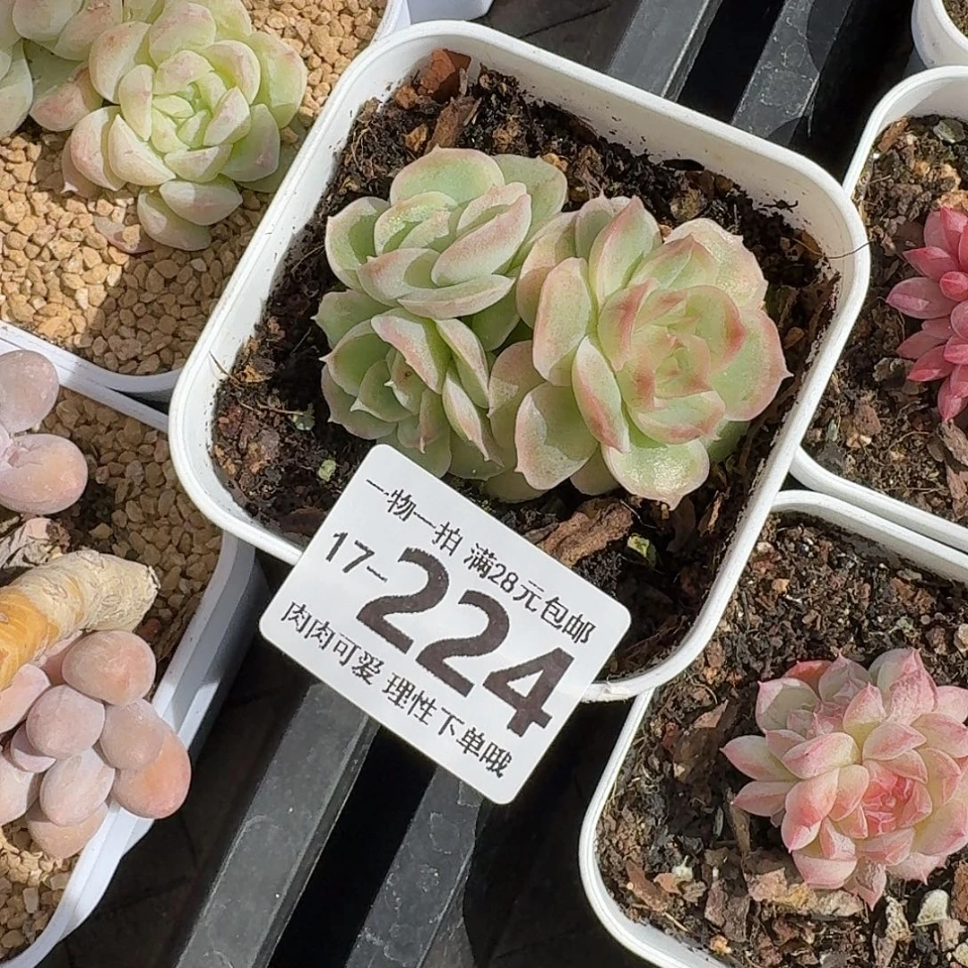 水晶虾饺无盆土发货无盆