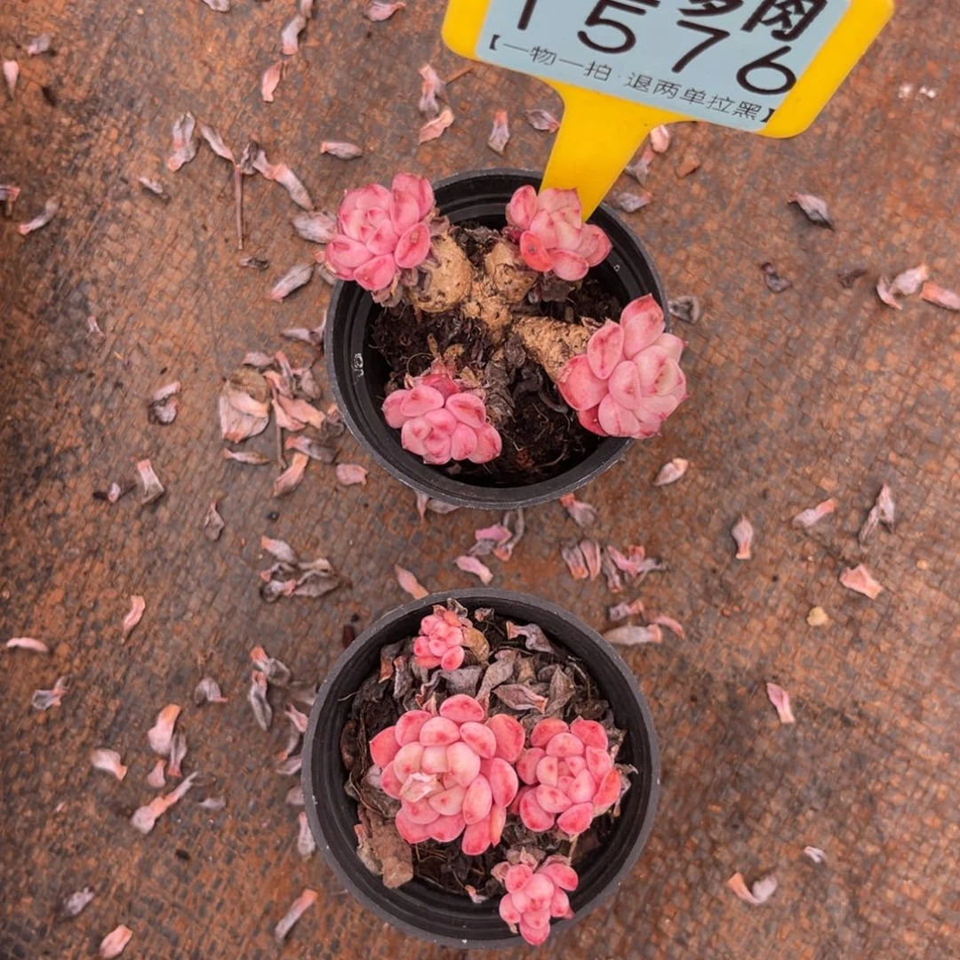 云尘多肉一物一拍1576