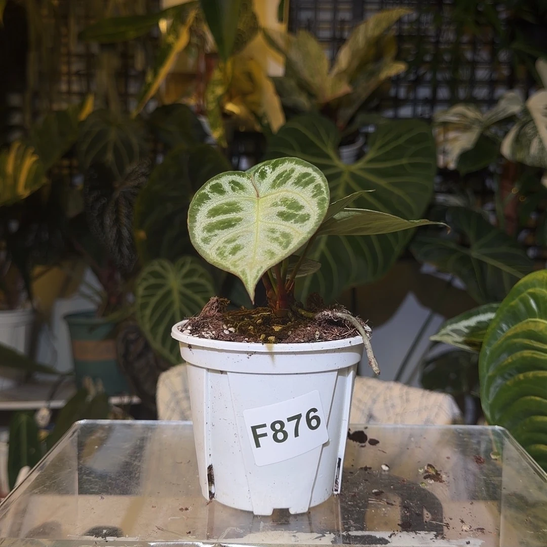 完全开放F876白月光