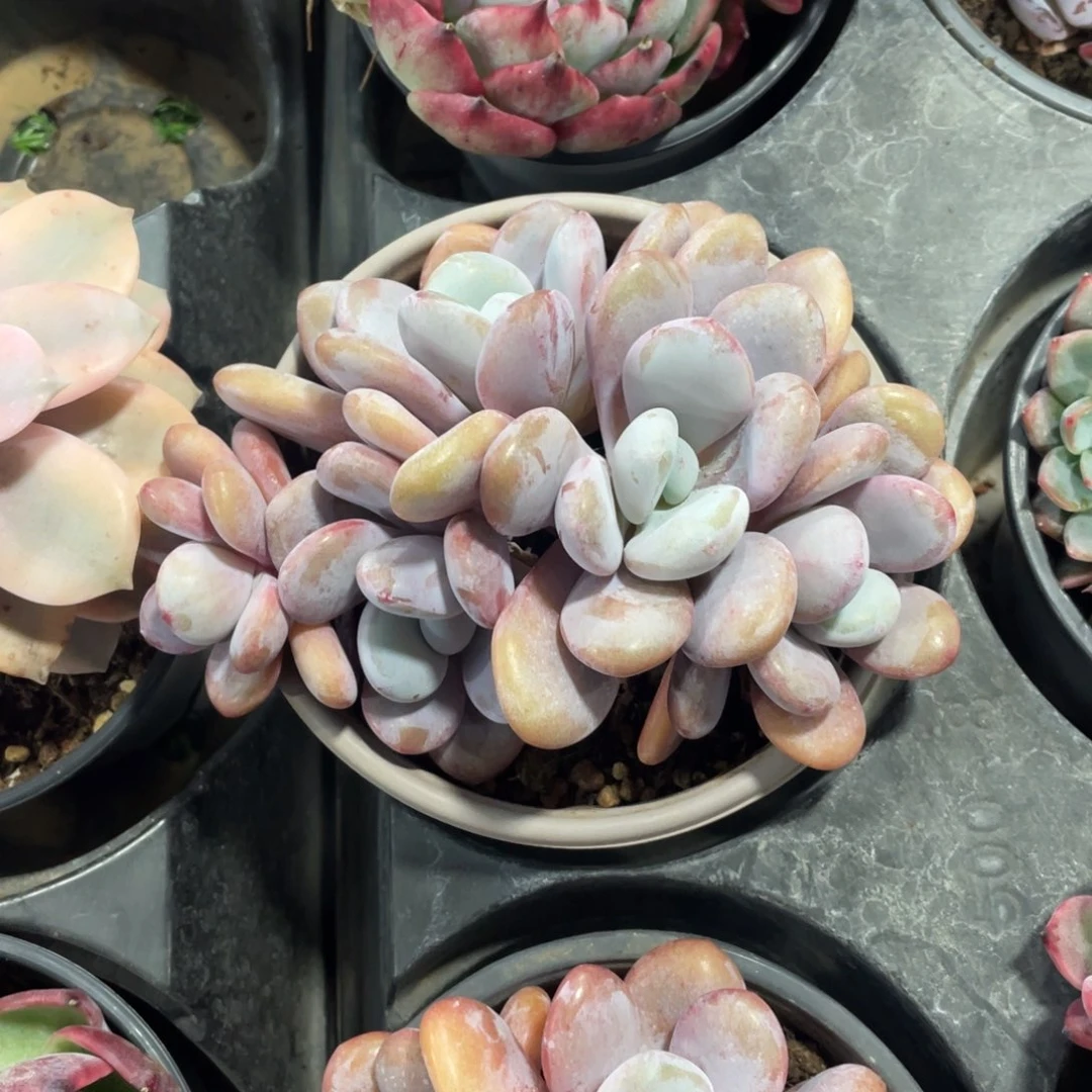 拉拉奶冠幅14公分一物一拍