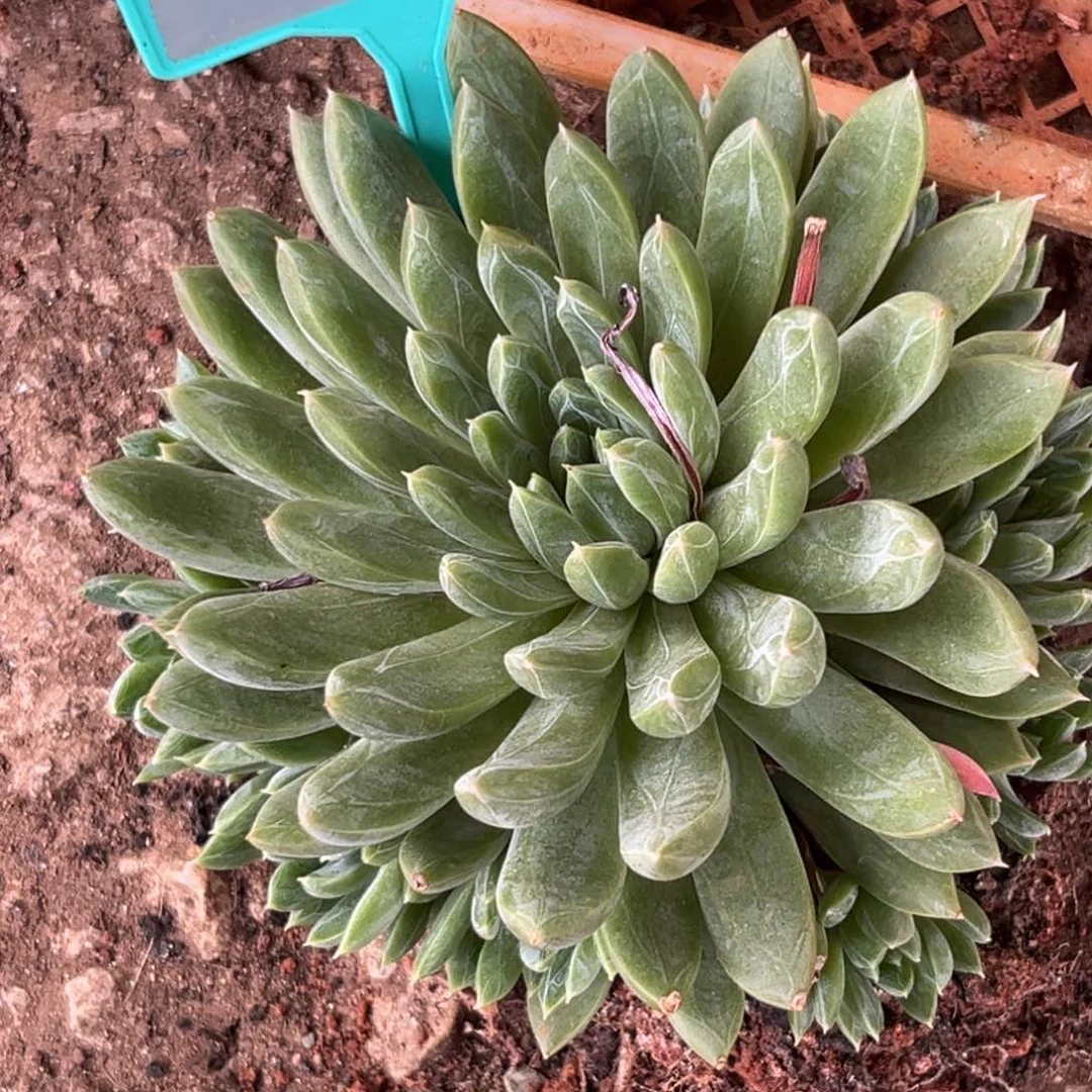 铭****多肉植物绿体白泽美人413