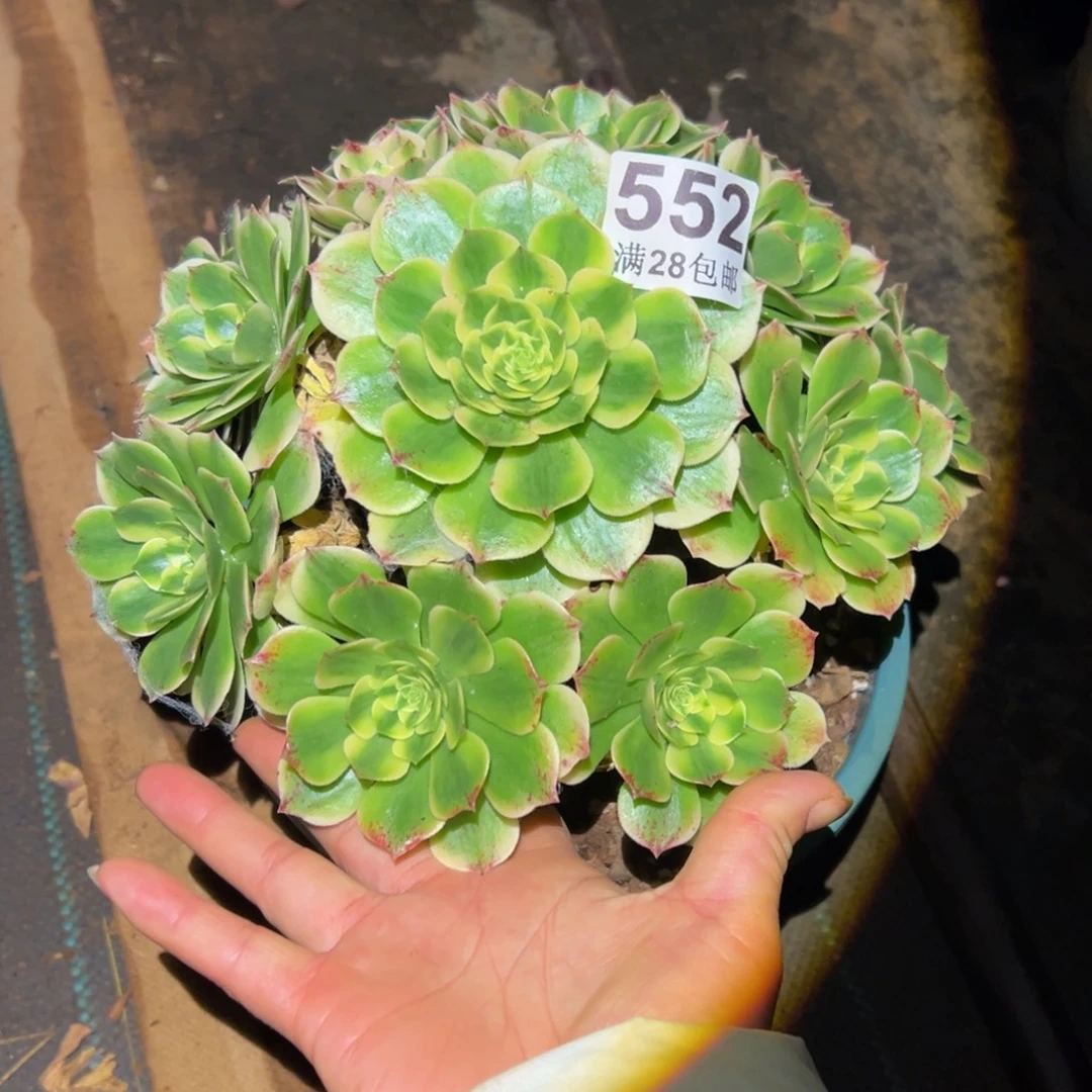 多肉植物552伊丽莎白