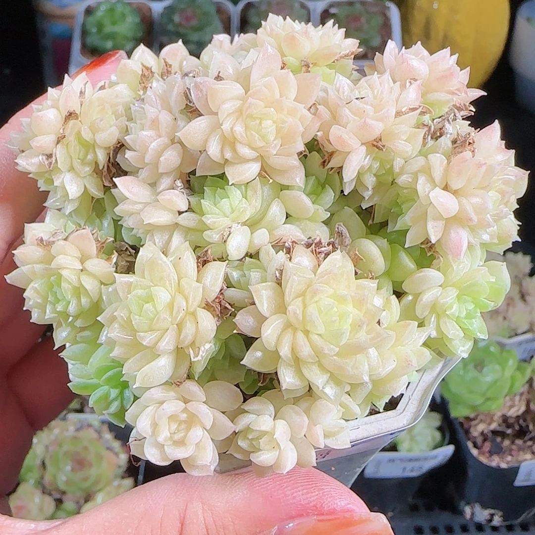1007--152麦秆优选不包整