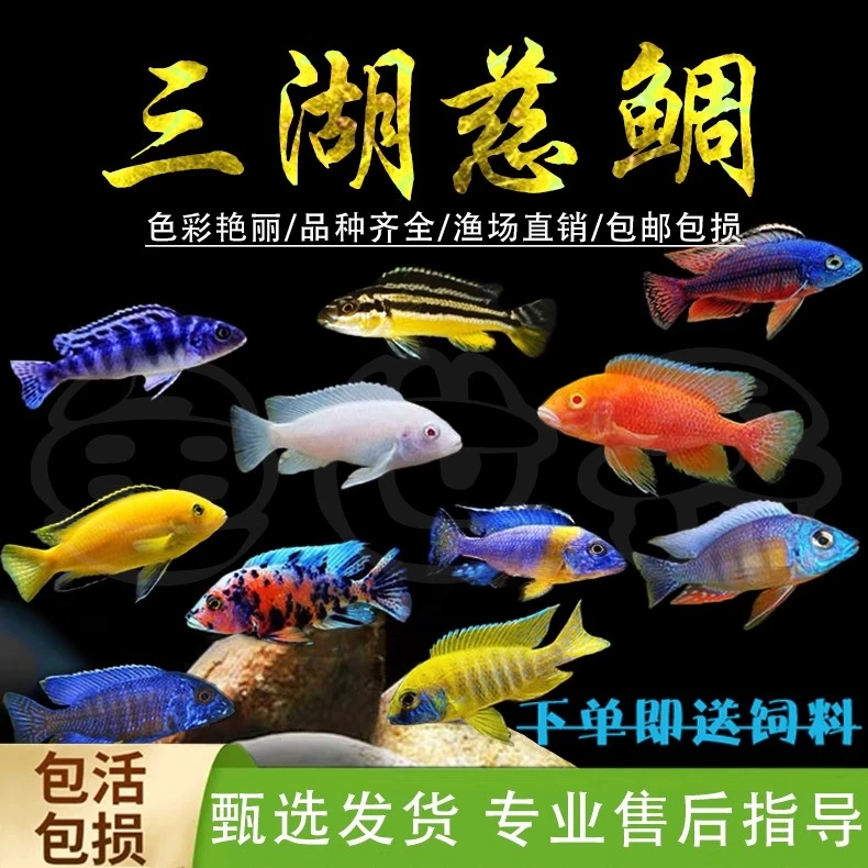 三湖慈鲷鱼马鲷非洲王子凤凰鱼活体淡水中小型耐养易活热带观赏鱼