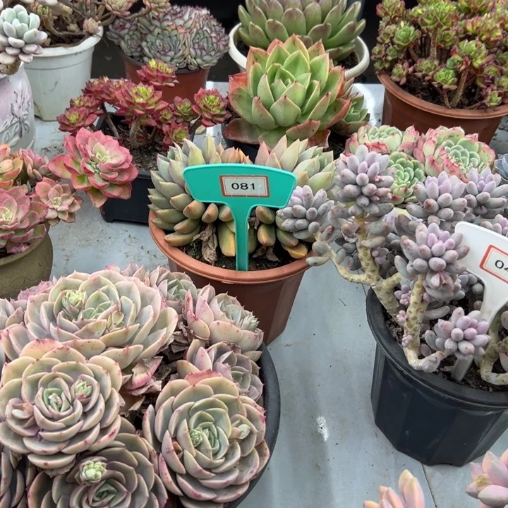 ?*C浪漫多肉植物081