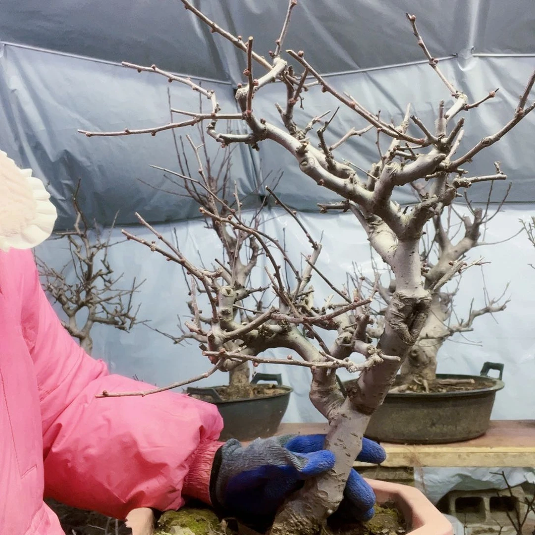 花**虫海棠盆景一物一拍