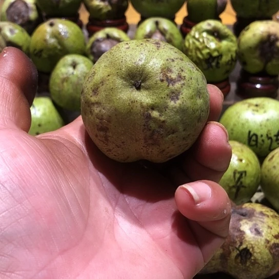 吊坠桃核核桃核桃