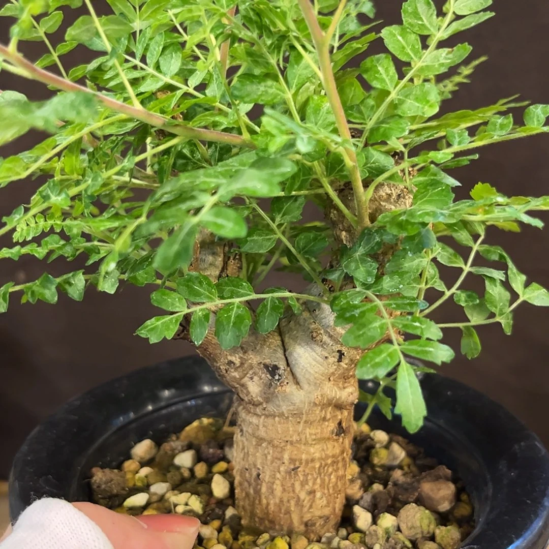 汤圆植物尼勒达乳香橄榄