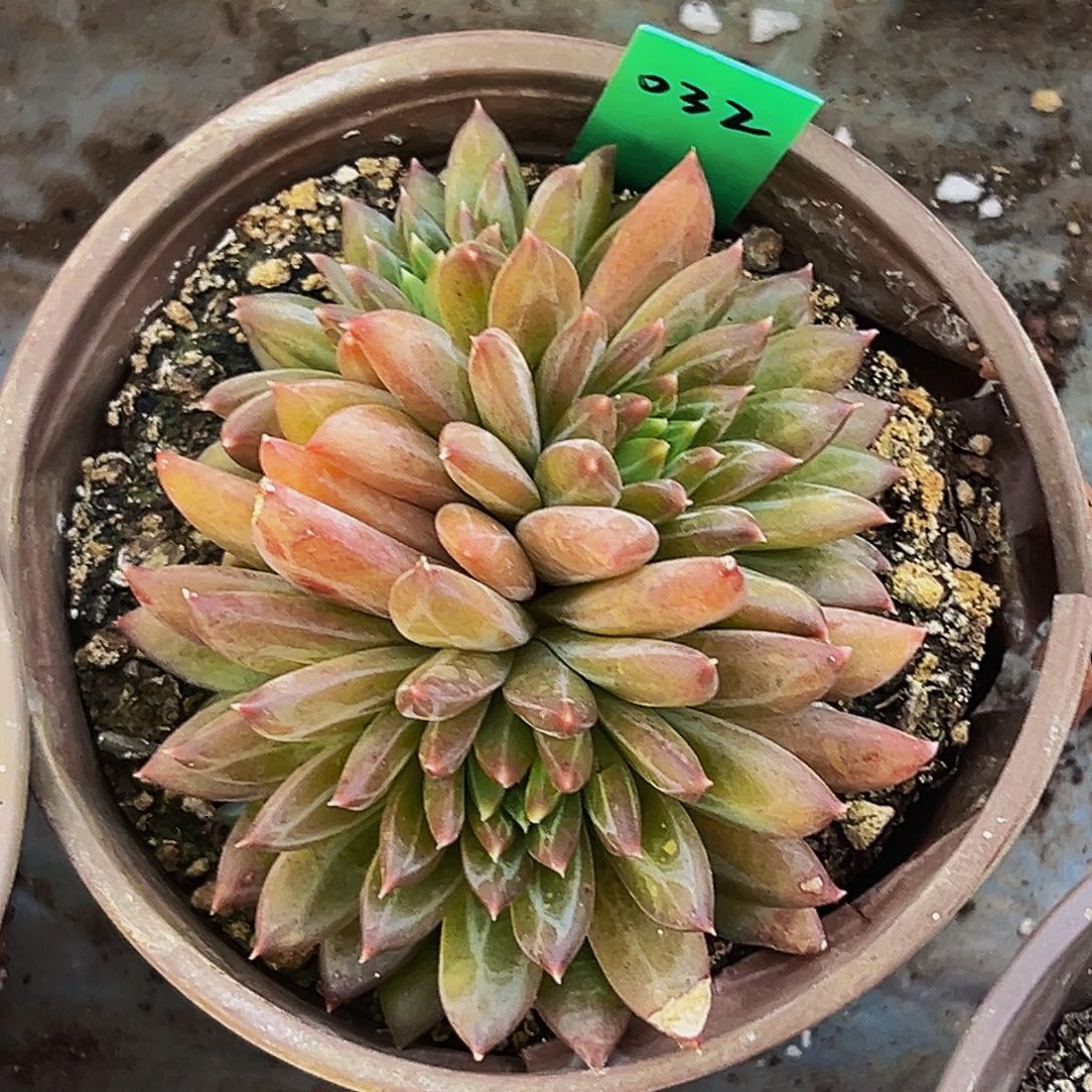 桔云多肉美人精品系列