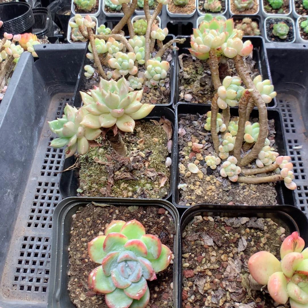 无花朵X70英语英语英语英语英语英语