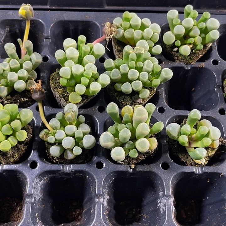 小五十铃玉1元带土发货