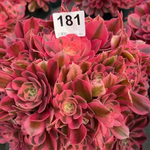 181女巫20厘米左右