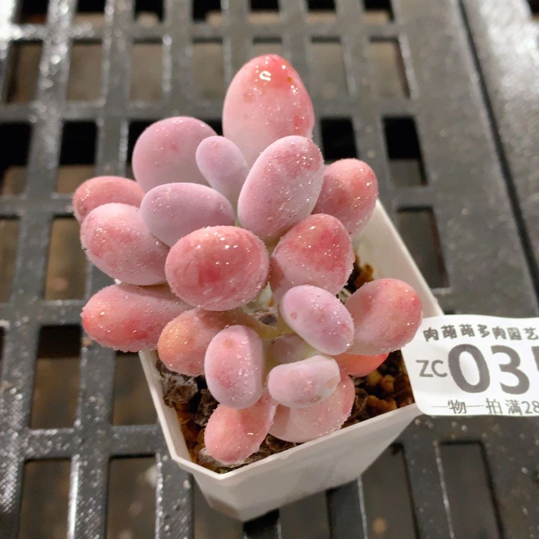 肉萌萌拇指盆精控多肉ZC035