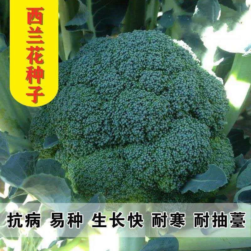西藏新疆包邮西兰花种籽春秋季花椰菜蔬菜种孑高产耐寒绿菜花四季