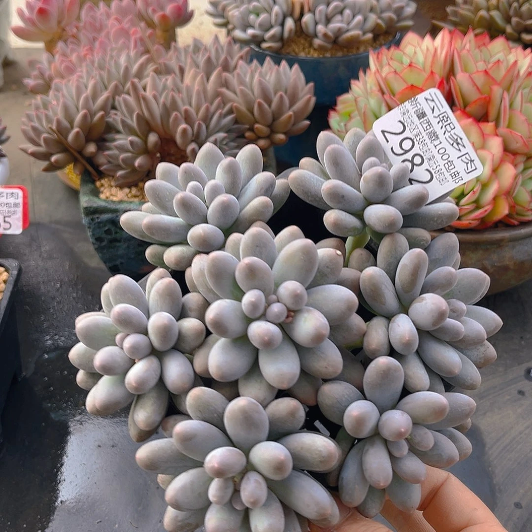 2982汤圆多肉植物