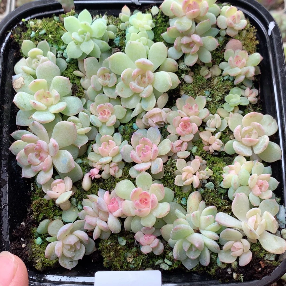 无花朵S34英语英语