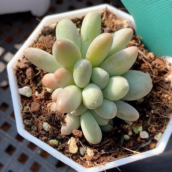 多肉植物白兰地1340