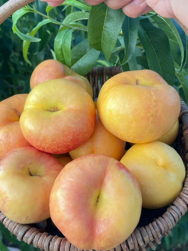 蒙阴蜜桃沂蒙山油蟠桃脆软两吃香甜多汁新鲜夏日尝鲜水果黄油蟠桃
