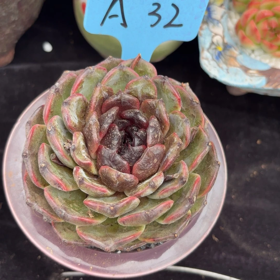 小***单头水晶多肉植物