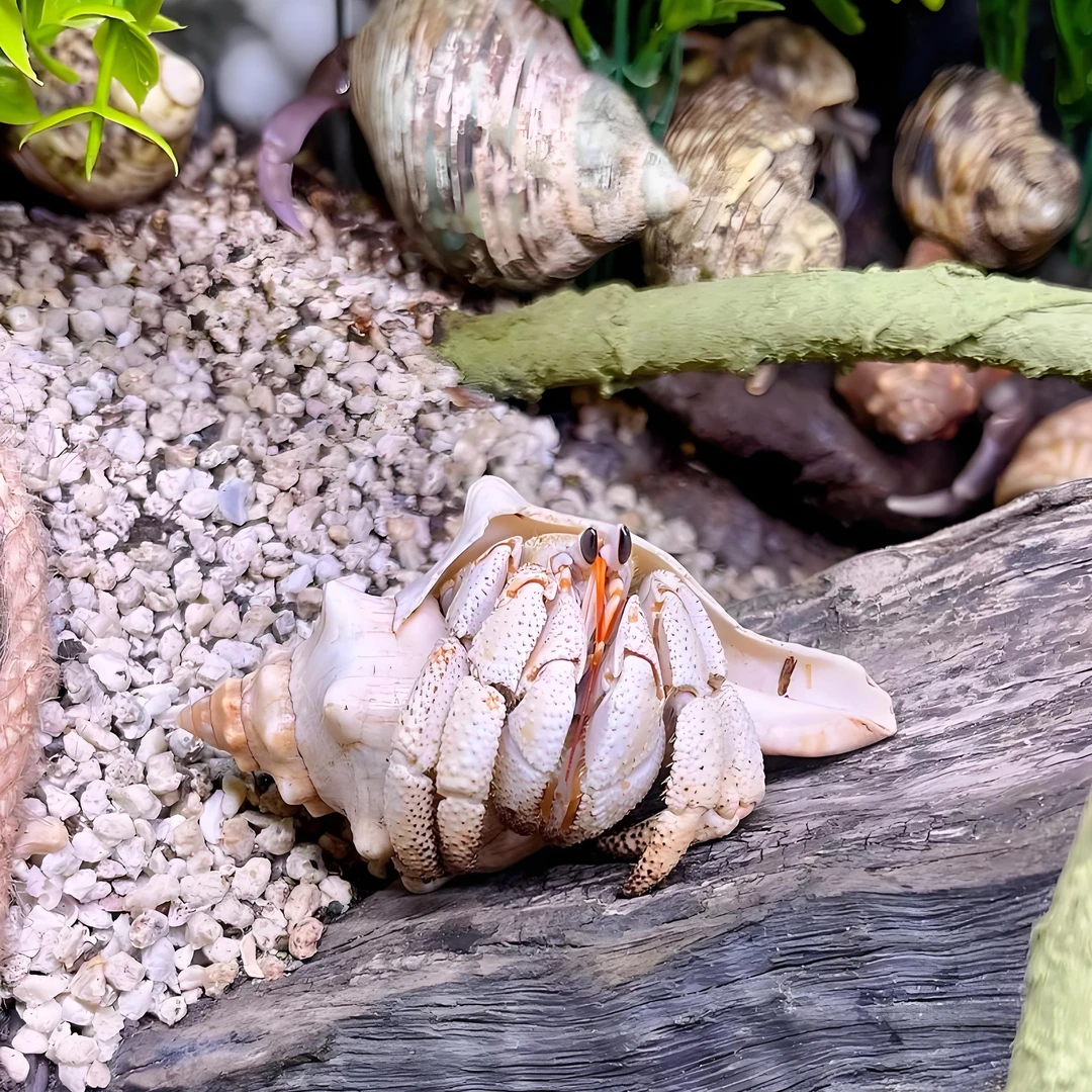 萌宠寄居蟹大小鱼缸