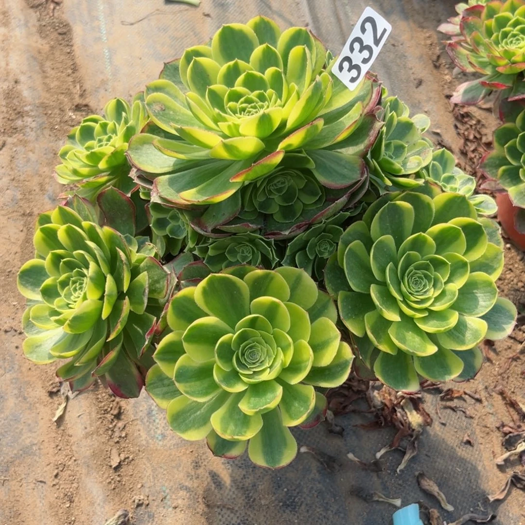 332奶白锦多肉植物