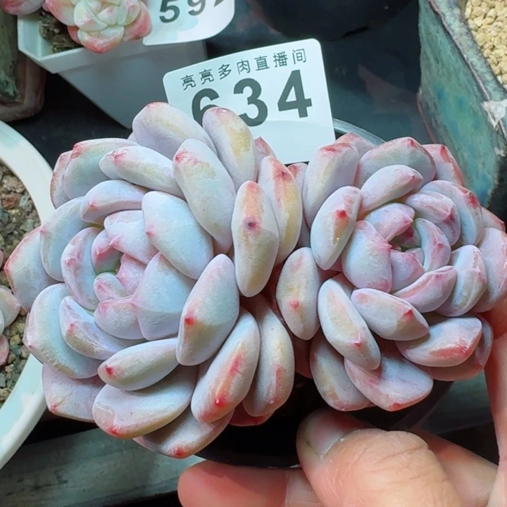 星影         精控精养多肉植物